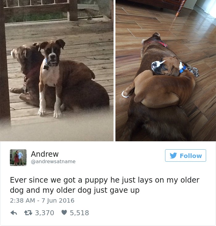 Top 20 best dog tweets "Ever since we got a puppy he just lays on my older dog and my older dog just gave up"